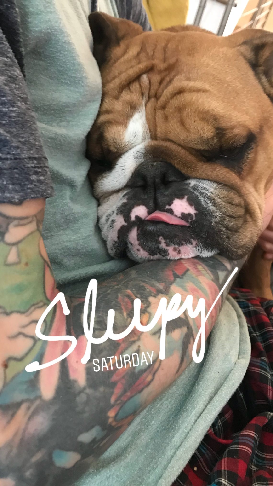Saturdays Are For Sleeping The Shooks Life English Bulldog Sleeping